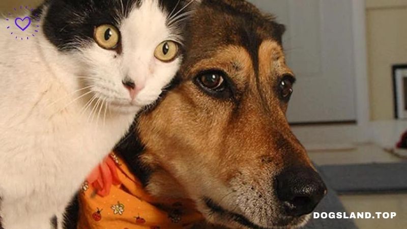 How Can We Train Dogs and Cats to Live Together?