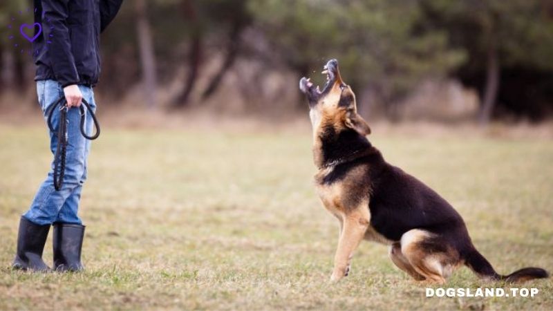 8 Training Techniques to Stop Aggressive Behavior in Dogs