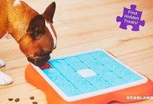 Teach Your Dog 6 Cool Tricks Your Friends Will Love