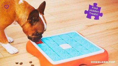 Teach Your Dog 6 Cool Tricks Your Friends Will Love