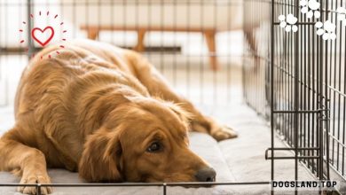 7 Benefits Why You Should Start Dog Crate Training