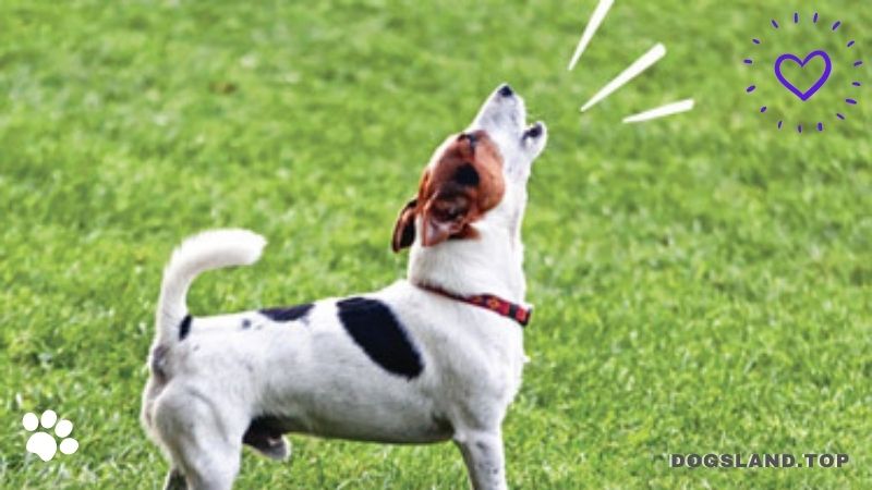 7 SIMPLE Steps To Get Your Dog To Stop Barking