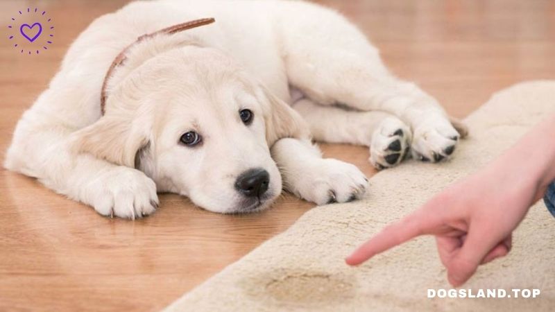 How to Toilet Train a Puppy and Young Dog