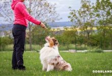 How to Train Your Dog to Understand Your Hand Signals!