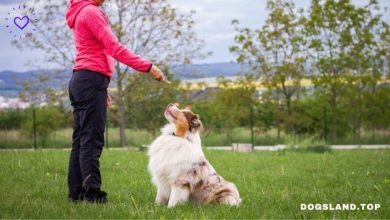 How to Train Your Dog to Understand Your Hand Signals!