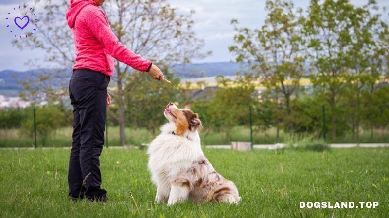 How to Train Your Dog to Understand Your Hand Signals!