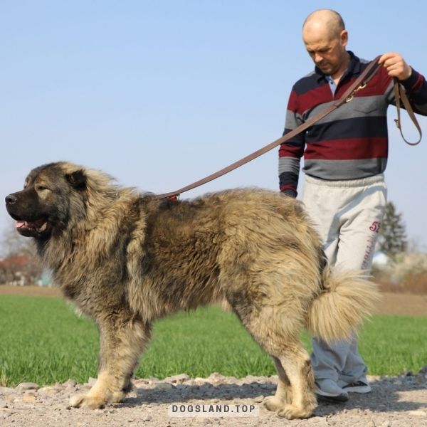 The 14 LARGEST Dog Breeds On Earth! Dogs Land