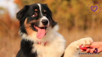 The RIGHT Way to Use Clicker Training with Your Dog