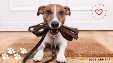 How to Train Your Dog With Off Leash Play Time for Building Trust!