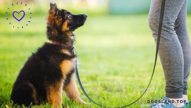 How to Train a German Shepherd Puppy FAST & EASY!