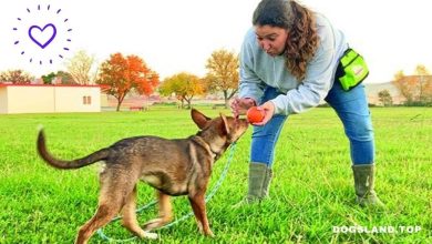 How to Do Dog Recall Training Every Day for Best Results
