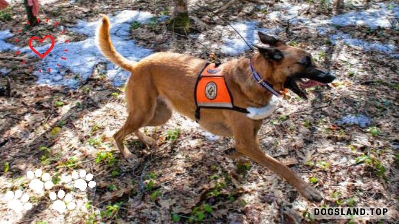 How to Train Ordinary Dogs to Become Search and Rescue Dogs