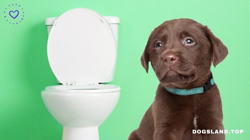 How to Potty Train Your Puppy [A Step-by-Step Guide]