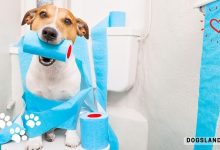 How to Potty Training a Puppy-Tips For New Dog Owners