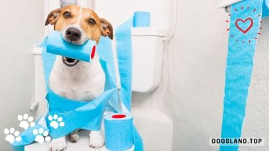 How to Potty Training a Puppy-Tips For New Dog Owners