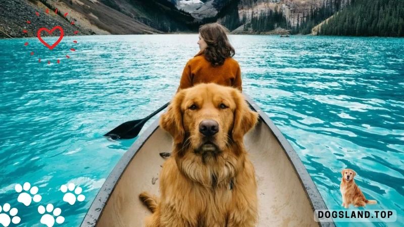 6-Steps-to-Follow-Before-Taking-Your-Dog-on-Vacation.jpg