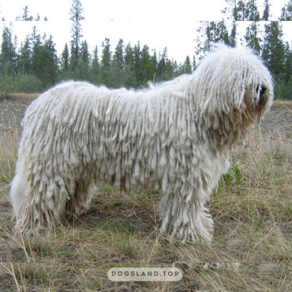 13 Of The Most Unusual Dog Breeds You'll Ever See