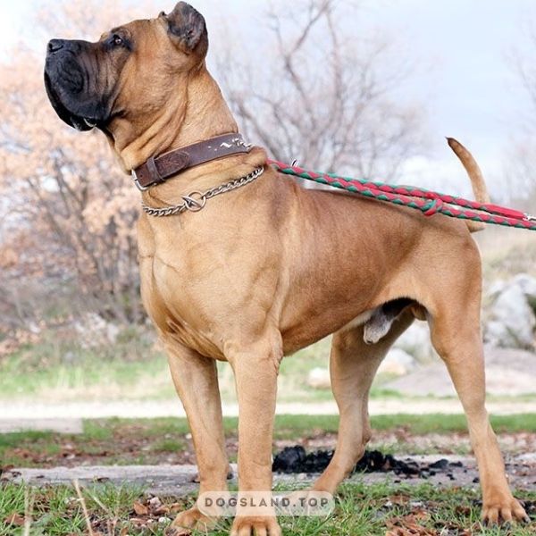 

[tps_title]

 Perros de Presa Canario are large, muscular dogs with long

[/tps_title]

