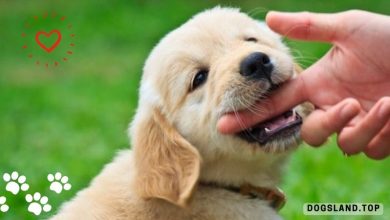 5 Effective Training Tips to Stop Your Puppy Biting