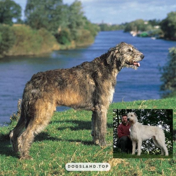 

[tps_title]

The Irish Wolfhound is one of the strangest looking dog breeds.

[/tps_title]

