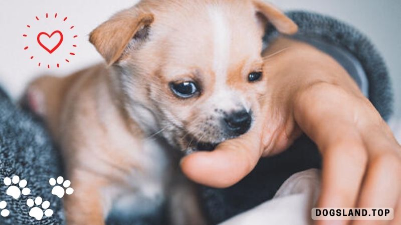 5 Strategies to Stop Puppy Biting ANYTHING Fast – [Part2]