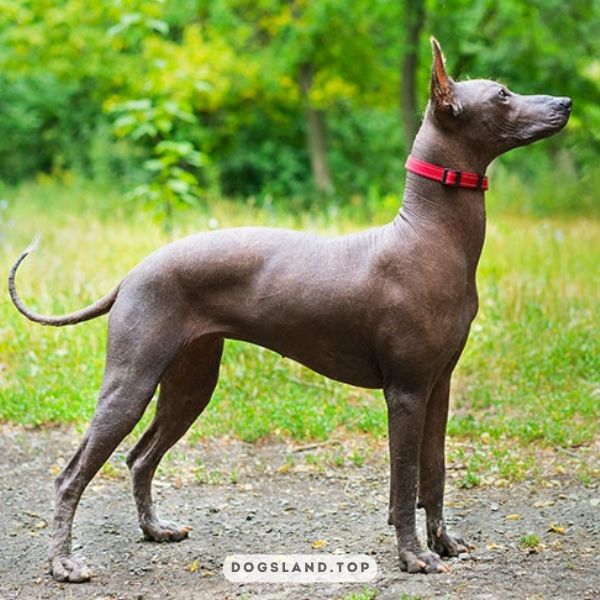 

[tps_title]

The Xoloitzcuintli is a small, hairless dog breed that originates from Mexico

[/tps_title]

