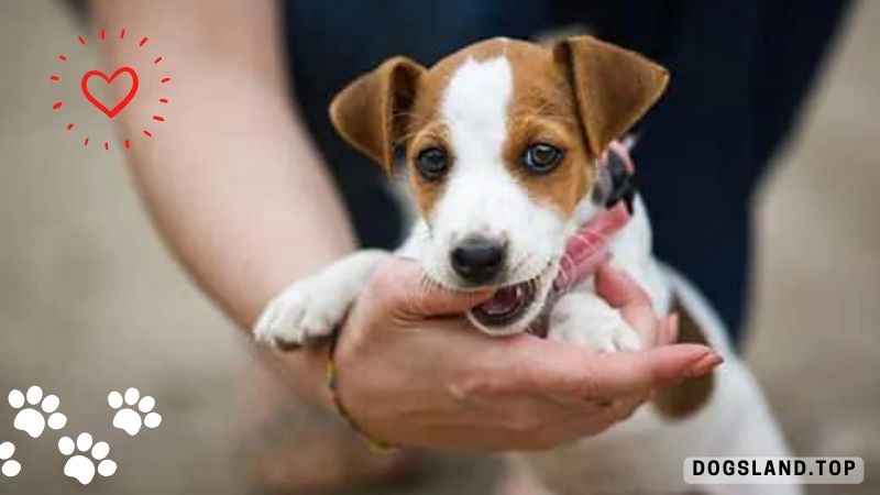 4 PROVEN Ways to Stop Puppy Biting Fast [Part3]