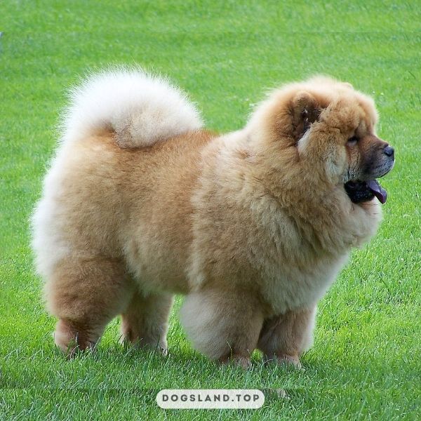 

[tps_title]

The Chow Chow is a dog breed that originates from China

[/tps_title]

