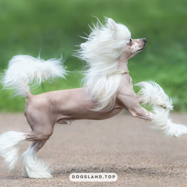 

[tps_title]

The Chinese Crested is a small, hairless dog breed that originates from China

[/tps_title]

