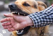 10 Reasons Why Your Dog Bites You and What You Should Do