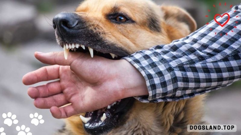 10 Reasons Why Your Dog Bites You and What You Should Do
