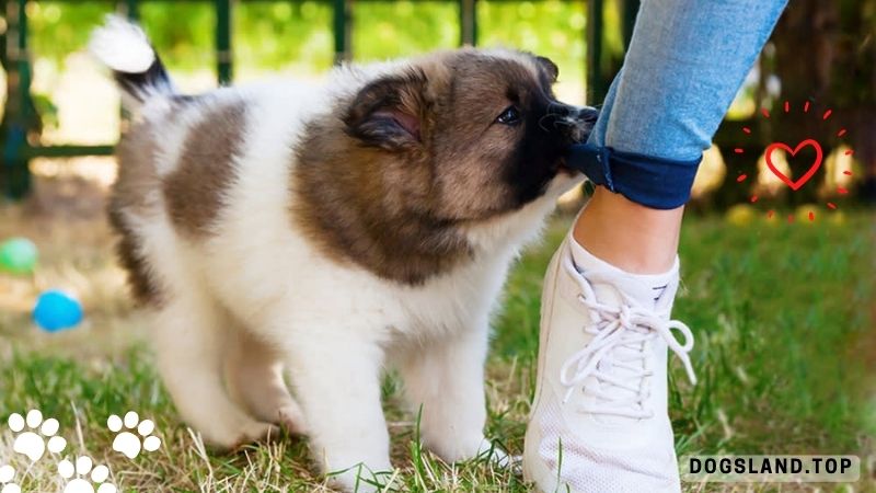 My Puppy Bites My Legs When I Walk, What Should I do