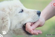 Do Puppies Stop Biting After a Certain Age? Here’s The Answer!