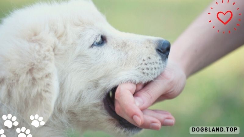 Do Puppies Stop Biting After a Certain Age? Here’s The Answer!