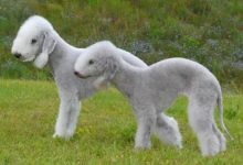 13 Of The Most Unusual Dog Breeds You'll Ever See