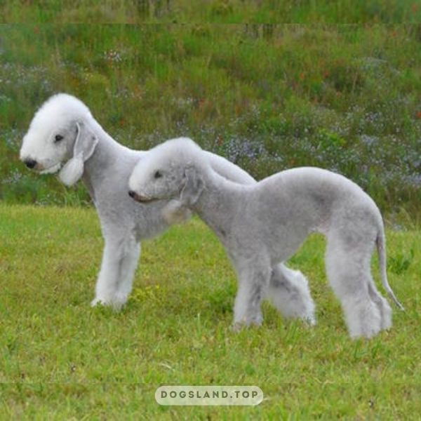 The Bedlington Terrier is a small, yet muscular dog breed with a unique lambs wool-like coat