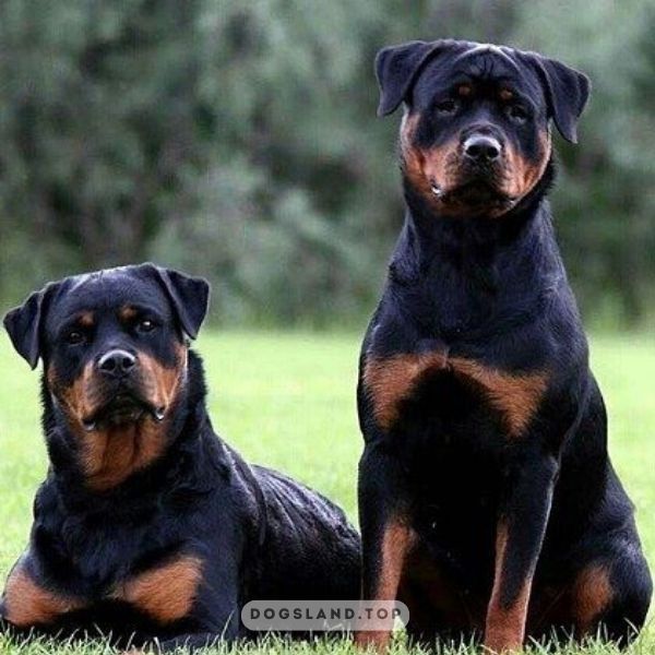 

[tps_title]

 The Rottweiler is a medium-sized, short haired dog

[/tps_title]

