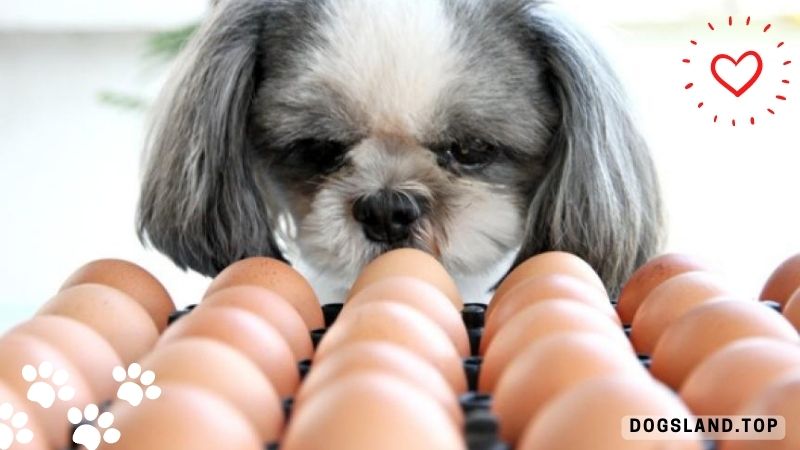 Is it Ok to Mix a Raw Egg with Dog’s Food