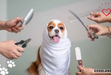 7 Steps for Dog Grooming at Home