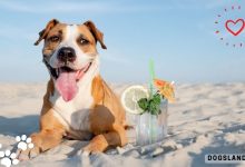 Heat Stroke in Dogs – How to Prevent Heat Exhaustion in Dogs