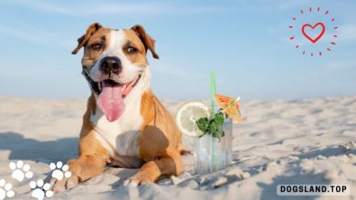 Heat Stroke in Dogs – How to Prevent Heat Exhaustion in Dogs