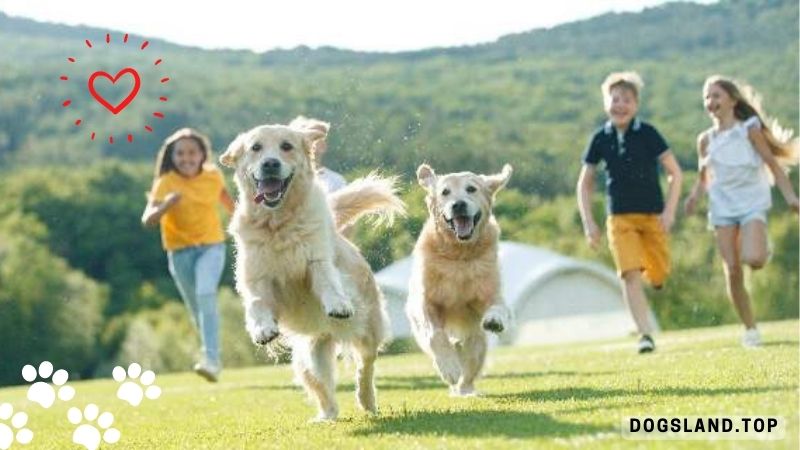 14 Fun Things to Do With Your Dog This Weekend