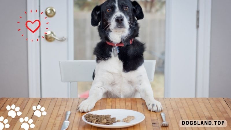 Tips for Choosing the Best Dog Food