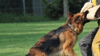 The 13 Most DANGROUS Dog Breeds in the World