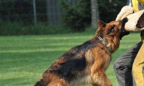 The 13 Most DANGROUS Dog Breeds in the World
