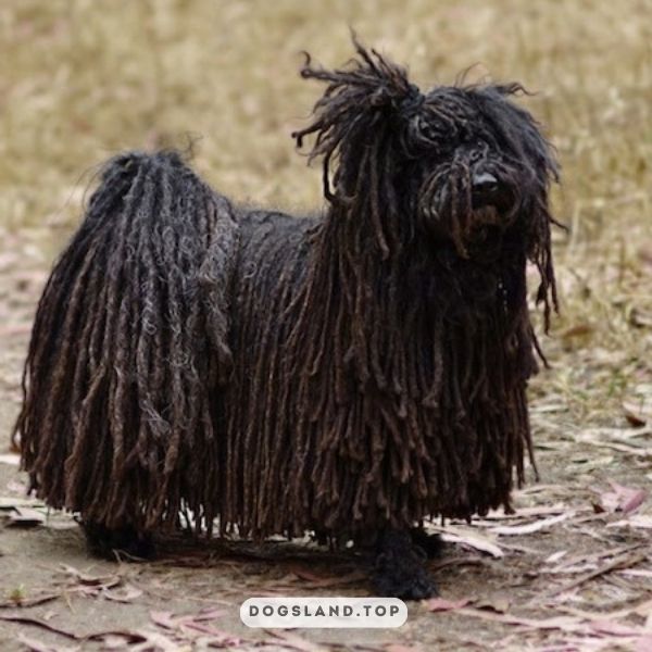 

[tps_title]

Puli dog is one of the strangest looking dog breeds

[/tps_title]

