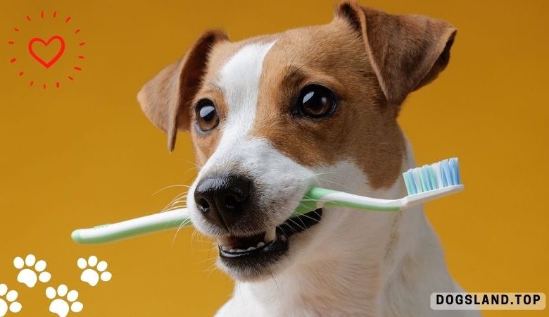 Why You Should Take Care of Your Pet’s Teeth