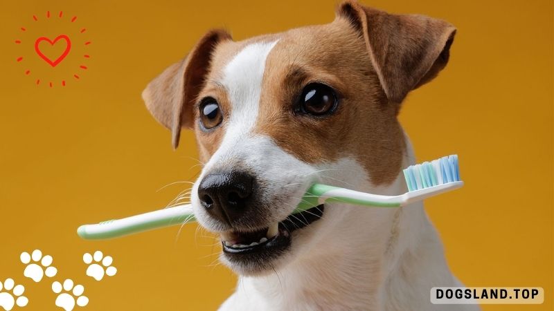 Why You Should Take Care of Your Pet’s Teeth