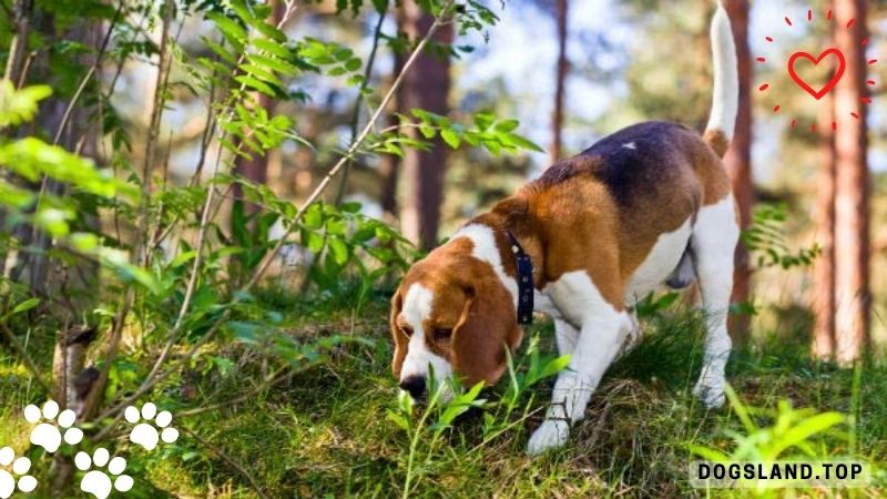 How to Help Your Dog Improve His Sense of Smell