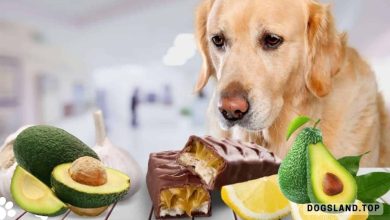 Is it Ok to Feed Your Dog on Avocados & Chocolate?